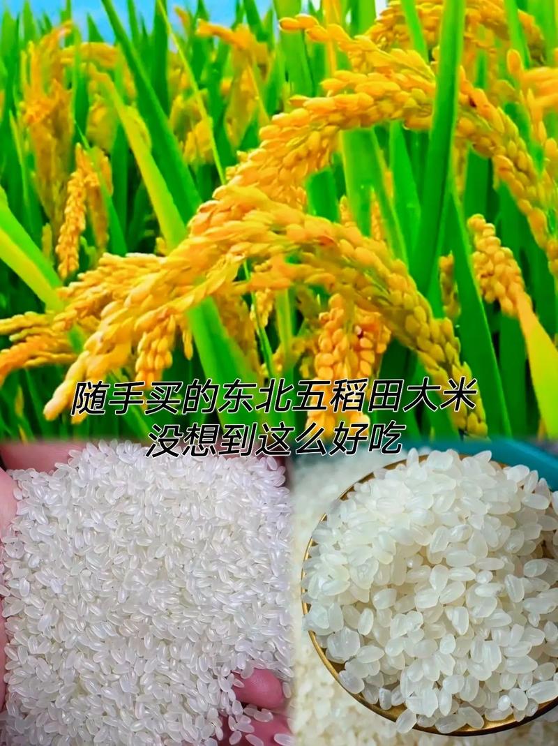 五稻田东北大米珍珠香米5kg工厂直发新米现磨现发蒸饭熬粥非真